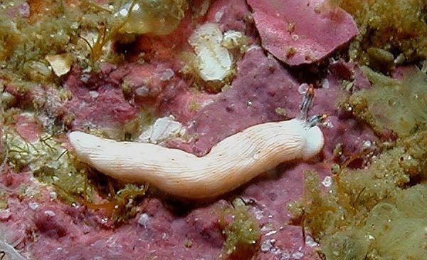 Dermatobranchus albus